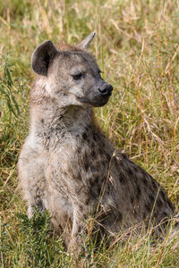 Hyena relaxing on land