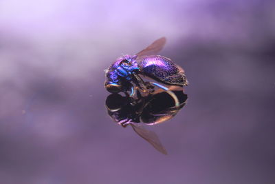 Macro shot of butterfly pollinating on purple flower
