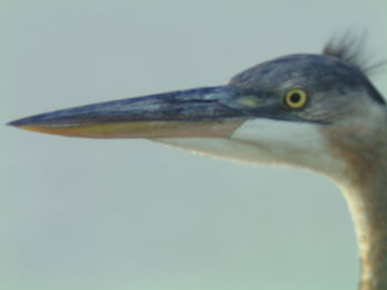 Close-up of bird