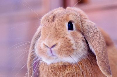 Close-up portrait of rabbit at home