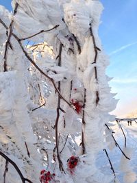 Reflection of trees in water