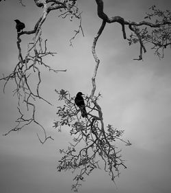 Low angle view of bird perching on branch