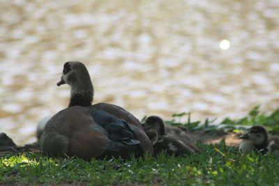 Ducks on grass by lake