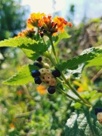 Close-up of ladybug on plant