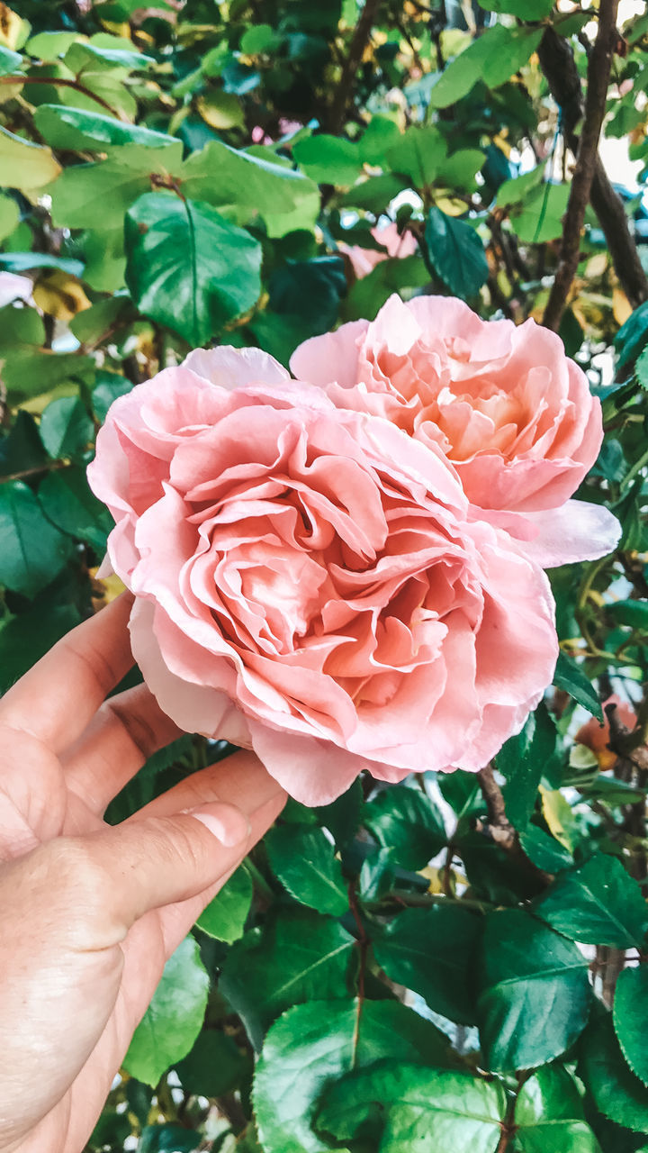 CLOSE-UP OF HAND HOLDING PINK ROSE IN BLOOM