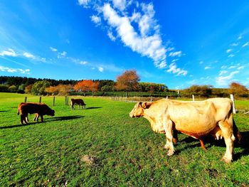 Cows grazing in a field