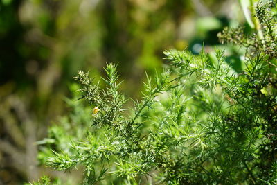 Close-up of insect perching on plant