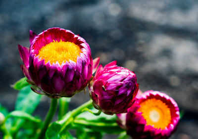 Close-up of pink flowering plant