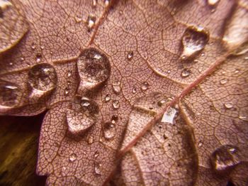 Close-up of raindrops on leaf
