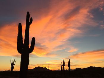 Silhouette cactus against sky during sunset