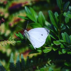 Close-up of butterfly on flower