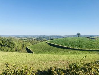 Scenic view of agricultural field against clear sky