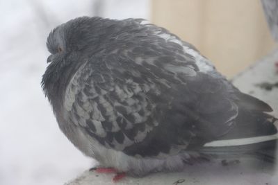 Close-up of bird perching outdoors