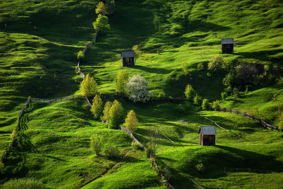 Scenic view of trees on field