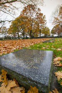 Sunlight falling on autumn leaves in park