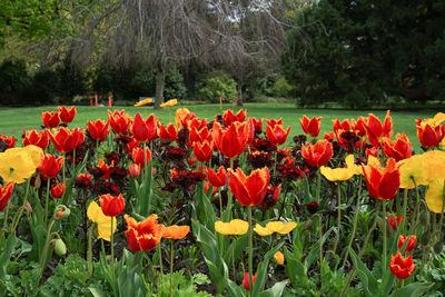 Close-up of red tulips in park
