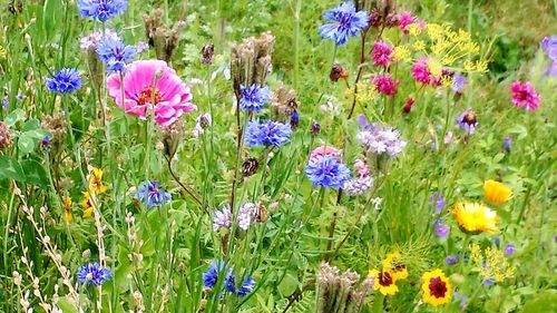 Close-up of purple flowers blooming in field