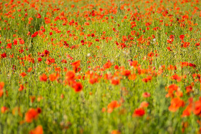 Close-up of red poppy flowers on field