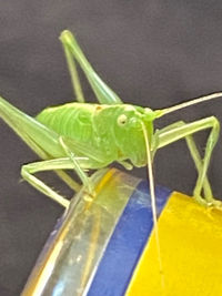 Close-up of insect on yellow leaf