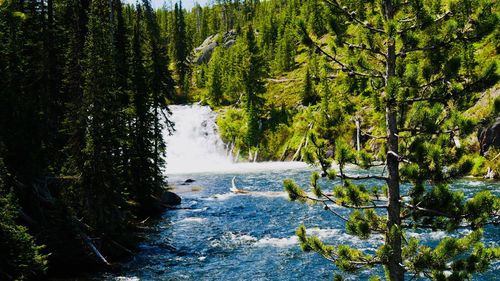 Scenic view of waterfall in forest