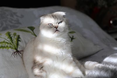 Portrait of white cat relaxing on bed