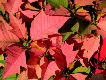 Close-up of red leaves