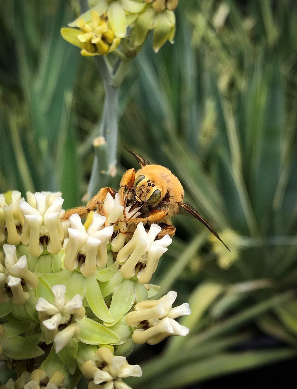 CLOSE-UP OF BEE POLLINATING ON WHITE FLOWER