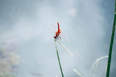 Close-up of dragonfly on plant