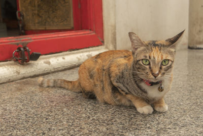 Portrait of cat sitting on floor