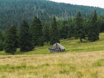 Shepherd's hut in harghita mountain