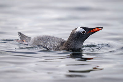 Gentoo penguin porpoises in water watching camera