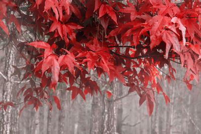 Close-up of red leaves on tree