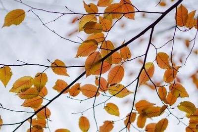 Low angle view of autumnal leaves against sky