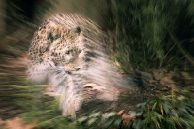 Blurred motion of cat on land