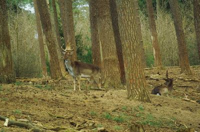 Two animals in forest