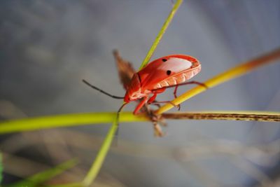 Macro photography of kapok bug on host plant