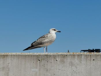 Low angle view of seagull perching on wall