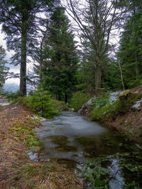 Stream flowing amidst trees in forest