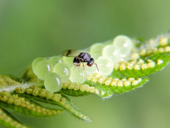 Close-up of bee on animal egg