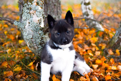 Puppy in the autumn forest