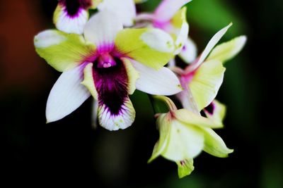 Close-up of flowers blooming outdoors