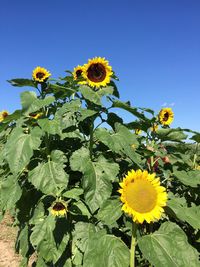 Close-up of yellow flowering plant against clear sky