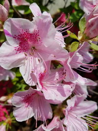 Close-up of fresh pink cherry blossoms