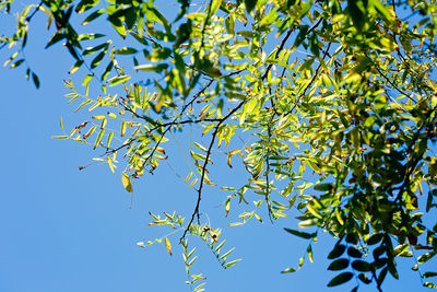 Close-up low angle view of tree against clear blue sky