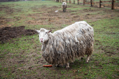 A white hornless heather sheep stands dirty in the field