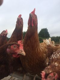 Close-up of rooster