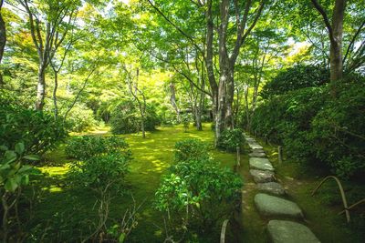 Trees in forest