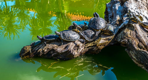 High angle view of turtle in lake