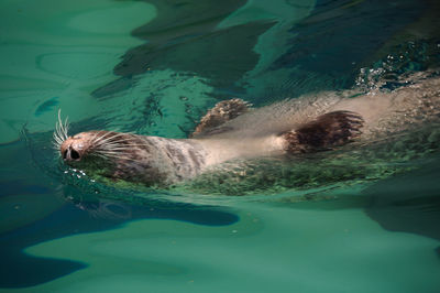 High angle view of seal swimming 