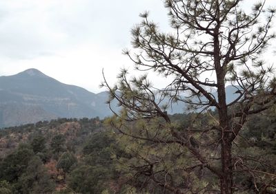 Trees on mountain against sky